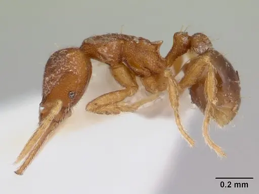 Strumigenys gundlachi specimen CASENT0178639 image casent0178639_3