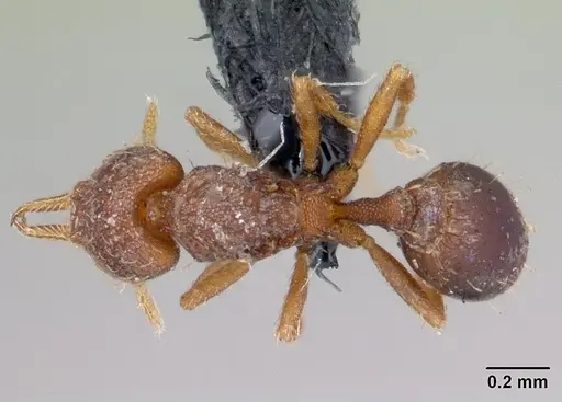 Strumigenys gundlachi specimen CASENT0178650 image casent0178650_1