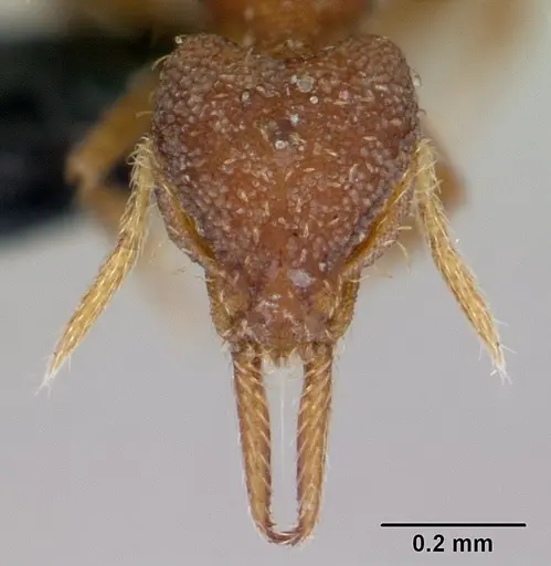 Strumigenys gundlachi specimen CASENT0178650 image casent0178650_2