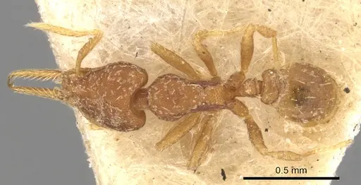 Strumigenys gundlachi specimen CASENT0900176 image casent0900176_1