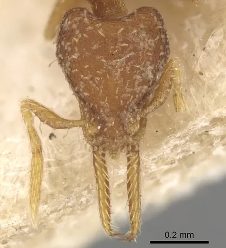 Strumigenys gundlachi specimen CASENT0900176 image casent0900176_2