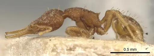 Strumigenys gundlachi specimen CASENT0900176 image casent0900176_3