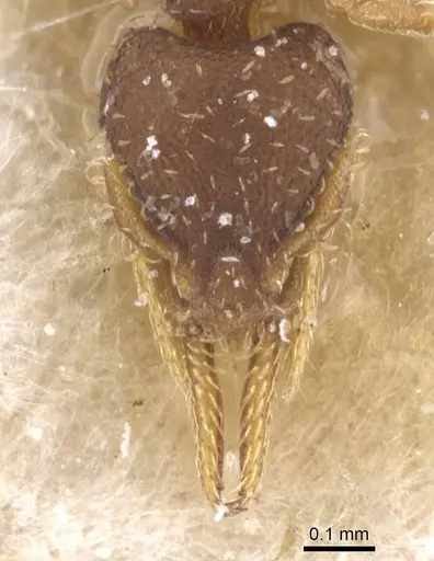 Strumigenys gundlachi specimen CASENT0912853 image casent0912853_2