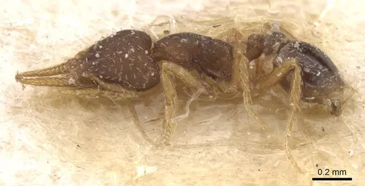 Strumigenys gundlachi specimen CASENT0912853 image casent0912853_3