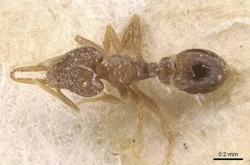 Strumigenys gundlachi specimen CASENT0912854 image casent0912854_1