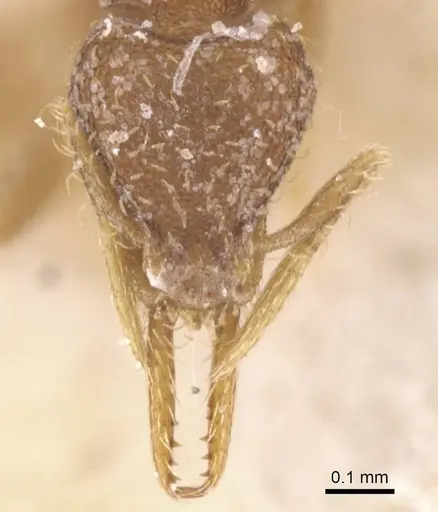 Strumigenys gundlachi specimen CASENT0912854 image casent0912854_2
