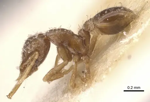 Strumigenys gundlachi specimen CASENT0912854 image casent0912854_3