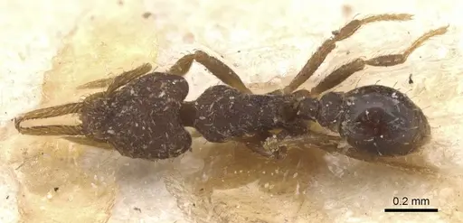 Strumigenys gundlachi specimen CASENT0912855 image casent0912855_1