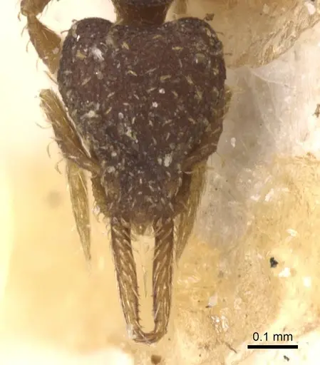 Strumigenys gundlachi specimen CASENT0912855 image casent0912855_2