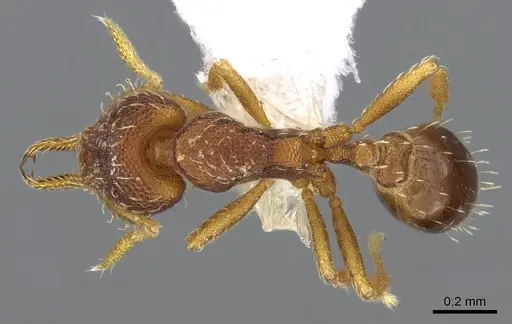 Strumigenys gundlachi specimen CASENT0914592 image casent0914592_1