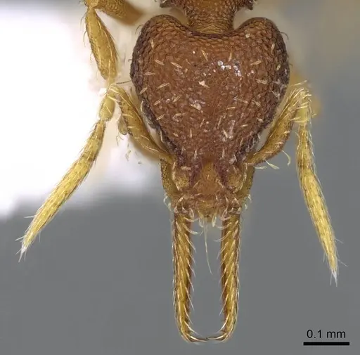 Strumigenys gundlachi specimen CASENT0914592 image casent0914592_2