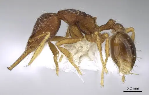 Strumigenys gundlachi specimen CASENT0914592 image casent0914592_3