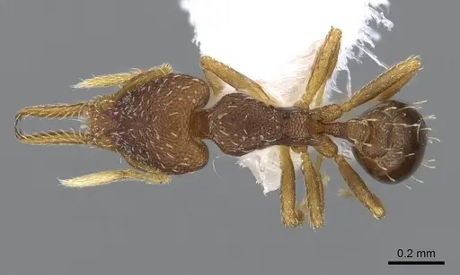 Strumigenys gundlachi specimen CASENT0914593 image casent0914593_1
