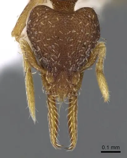Strumigenys gundlachi specimen CASENT0914593 image casent0914593_2