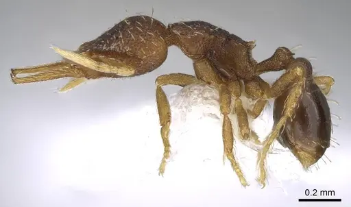 Strumigenys gundlachi specimen CASENT0914593 image casent0914593_3