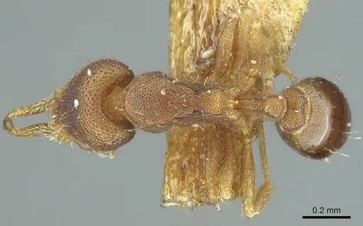 Strumigenys gundlachi specimen CASENT0915948 image casent0915948_1