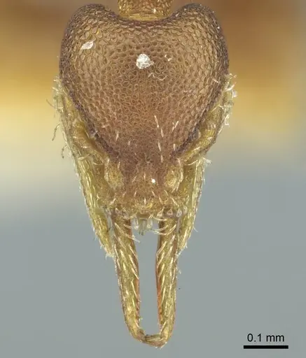 Strumigenys gundlachi specimen CASENT0915948 image casent0915948_2