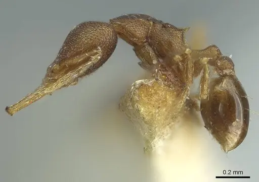 Strumigenys gundlachi specimen CASENT0915948 image casent0915948_3