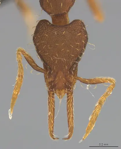 Strumigenys gundlachi specimen CASENT4036149 image casent4036149_1