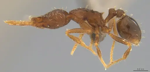 Strumigenys gundlachi specimen CASENT4036149 image casent4036149_2