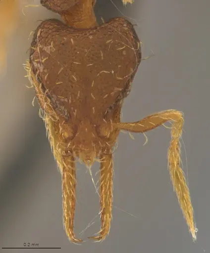 Strumigenys gundlachi specimen CASENT4036151 image casent4036151_1