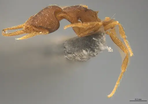 Strumigenys gundlachi specimen CASENT4036151 image casent4036151_2