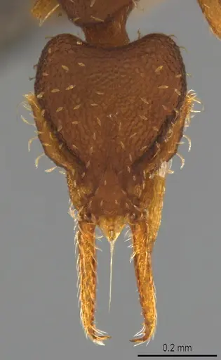 Strumigenys gundlachi specimen CASENT4036152 image casent4036152_1