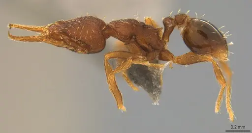 Strumigenys gundlachi specimen CASENT4036152 image casent4036152_2
