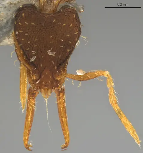 Strumigenys gundlachi specimen CASENT4036154 image casent4036154_1