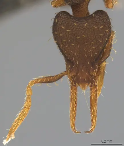 Strumigenys gundlachi specimen CASENT4036155 image casent4036155_1