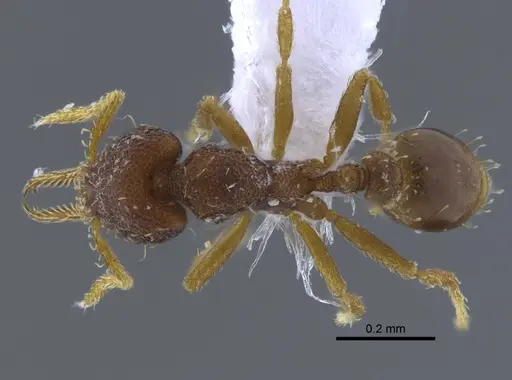 Strumigenys gundlachi specimen CBUMAGENT41688 image cbumagent41688_1