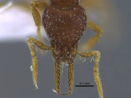 Strumigenys gundlachi specimen CBUMAGENT41688 image cbumagent41688_2