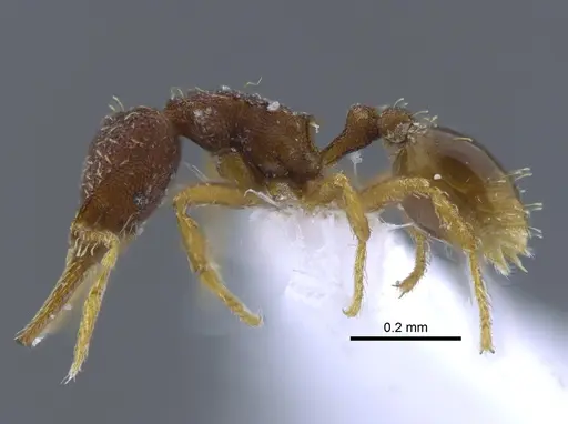 Strumigenys gundlachi specimen CBUMAGENT41688 image cbumagent41688_3