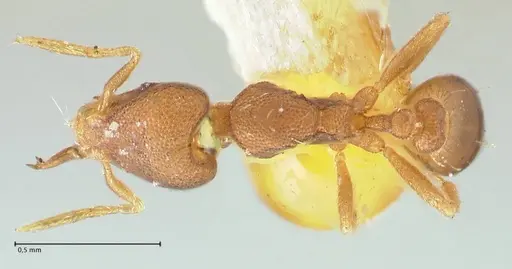 Strumigenys gundlachi specimen FOCOL2159 image focol2159_1