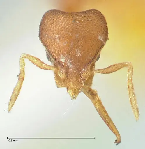 Strumigenys gundlachi specimen FOCOL2159 image focol2159_2