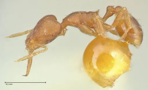 Strumigenys gundlachi specimen FOCOL2159 image focol2159_3