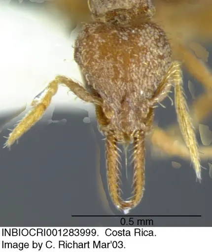 Strumigenys gundlachi specimen INBIOCRI001283999 image inbiocri001283999_1