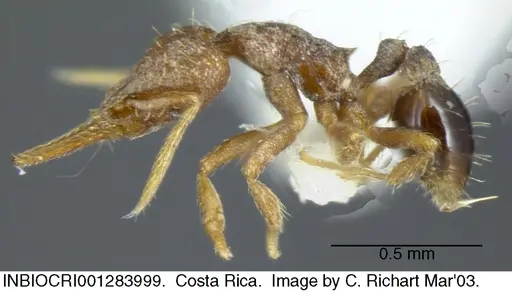 Strumigenys gundlachi specimen INBIOCRI001283999 image inbiocri001283999_2