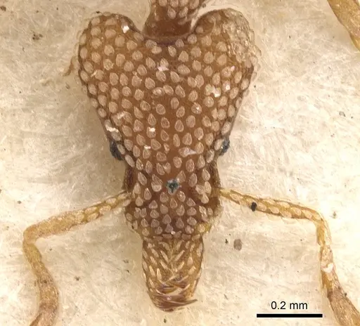 Strumigenys guttulata specimen CASENT0900923 image casent0900923_2