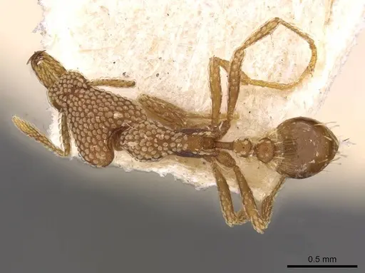 Strumigenys guttulata specimen CASENT0909313 image casent0909313_1