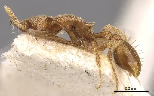 Strumigenys guttulata specimen CASENT0909313 image casent0909313_3