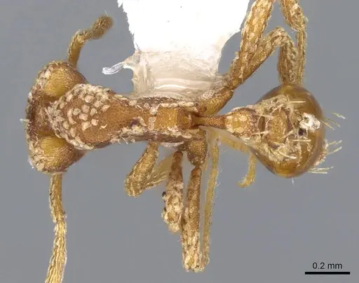 Strumigenys guttulata specimen CASENT0914799 image casent0914799_1