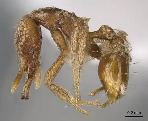 Strumigenys guttulata specimen CASENT0914799 image casent0914799_3