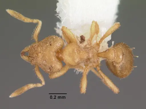 Strumigenys gyges specimen CASENT0102602 image casent0102602_1