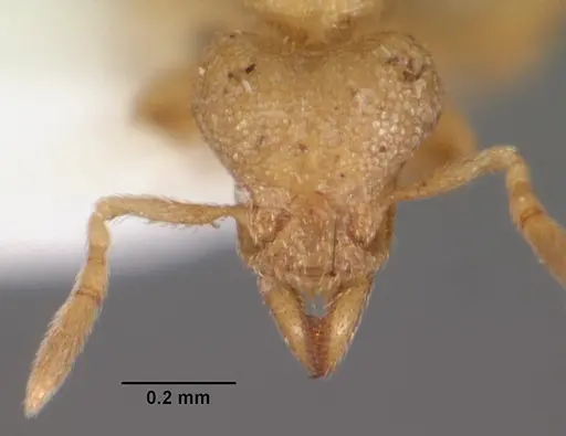 Strumigenys gyges specimen CASENT0102602 image casent0102602_2