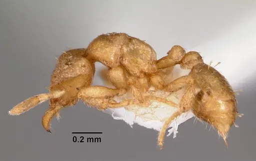 Strumigenys gyges specimen CASENT0102602 image casent0102602_3