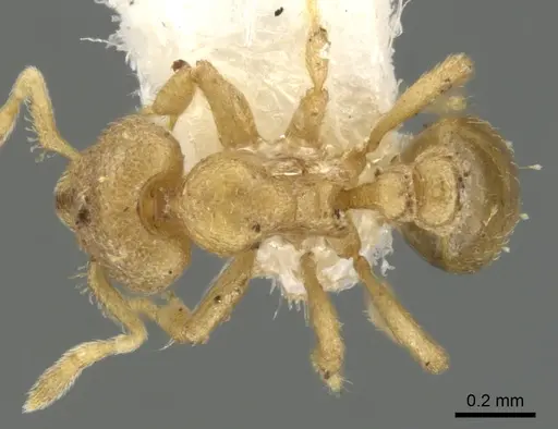 Strumigenys gyges specimen CASENT0900121 image casent0900121_1