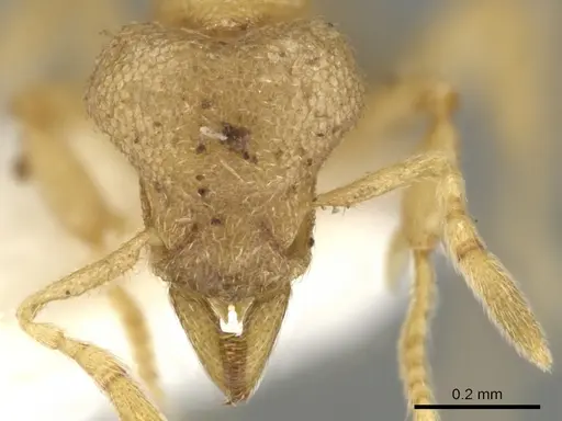 Strumigenys gyges specimen CASENT0900121 image casent0900121_2
