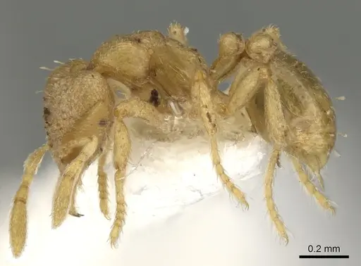 Strumigenys gyges specimen CASENT0900121 image casent0900121_3