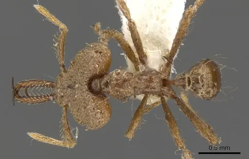 Strumigenys gyrogenys specimen CASENT0900752 image casent0900752_1